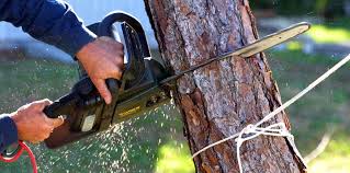 Best Tree Risk Assessment  in Upper Ack, NY